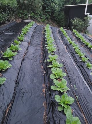 진성체리님의 배추 · 영농일지 작성글 사진