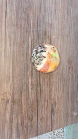 팜모닝 양파·병해충상담 게시글 이미지