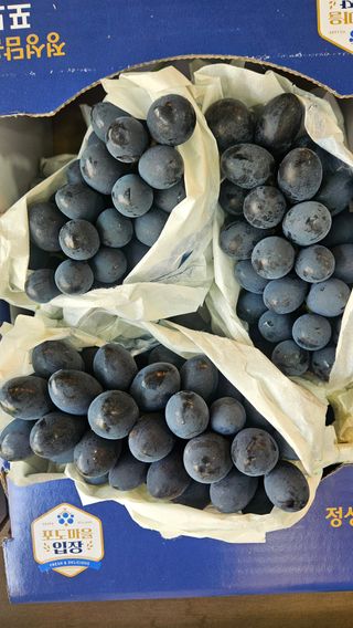 송석원님의 포도 · 영농일지 작성글 사진