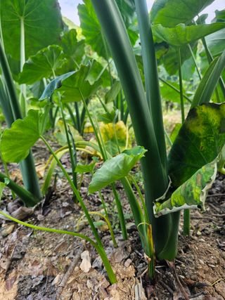 farmer님의 자유주제 · 자유게시판 작성글 사진
