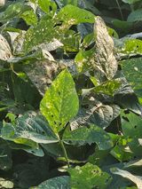 팜모닝 콩·병해충상담 게시글 이미지