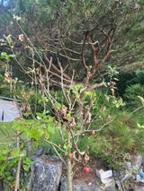 팜모닝 사과·병해충상담 게시글 이미지