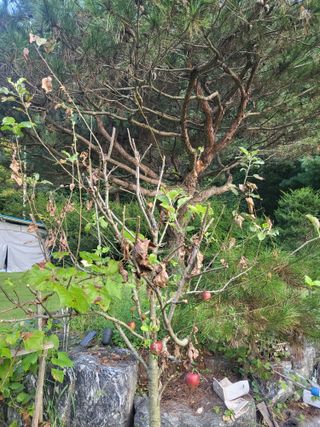 이효훈님의 사과 · 병해충상담 작성글 사진