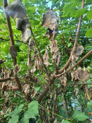 이효훈님의 사과 · 병해충상담 작성글 사진