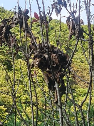 이효훈님의 사과 · 병해충상담 작성글 사진