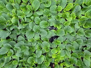 김준수님의 배추 · 영농일지 작성글 사진