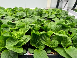 김준수님의 배추 · 영농일지 작성글 사진