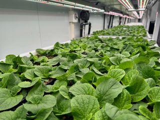 김준수님의 배추 · 영농일지 작성글 사진