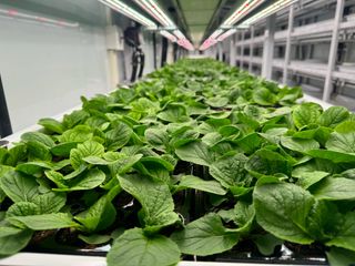 김준수님의 배추 · 영농일지 작성글 사진