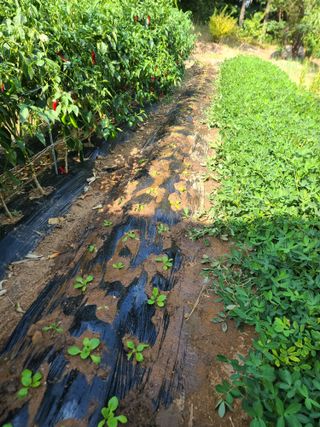 사랑천사님의 배추 · 영농일지 작성글 사진