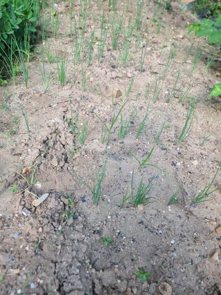 사랑천사님의 파 · 병해충상담 작성글 사진