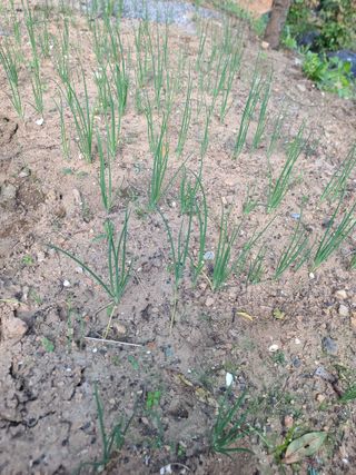 사랑천사님의 파 · 병해충상담 작성글 사진