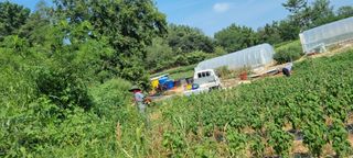 보민님의 들깨 · 영농일지 작성글 사진