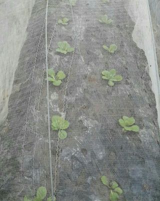 정보센터님의 배추 · 파종•정식 작성글 사진