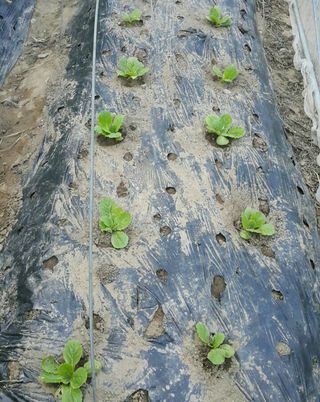 정보센터님의 배추 · 파종•정식 작성글 사진