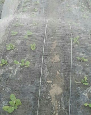 정보센터님의 배추 · 파종•정식 작성글 사진