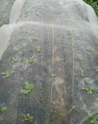 정보센터님의 배추 · 파종•정식 작성글 사진