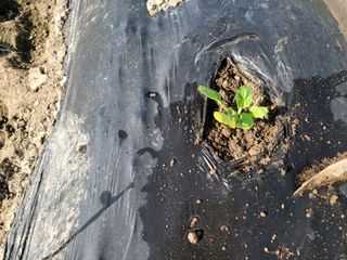 화양청정계곡농장님의 자유주제 · 자유게시판 작성글 사진