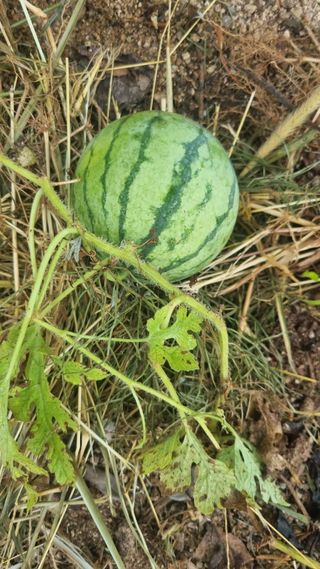 이천용님의 자유주제 · 자유게시판 작성글 사진