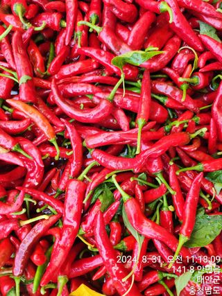 조현미님의 9월 농사계획 공유하기 · 참여글 작성글 사진