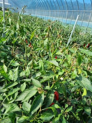 오이19196님의 고추 · 병해충상담 작성글 사진