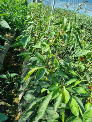 오이19196님의 고추 · 병해충상담 작성글 사진