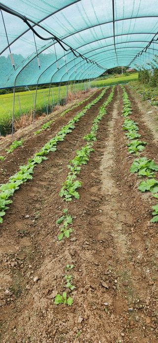하은와송~♡♡♡~님의 9월 농사계획 공유하기 · 참여글 작성글 사진