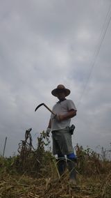 팜모닝 배추·영농일지 게시글 이미지