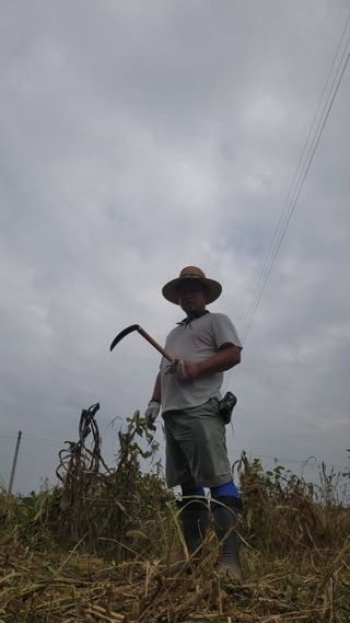 로만아빠님의 배추 · 영농일지 작성글 사진