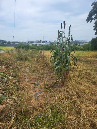 로만아빠님의 배추 · 영농일지 작성글 사진