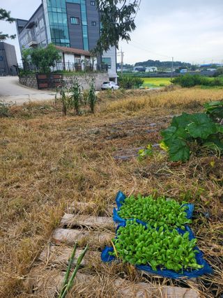 로만아빠님의 배추 · 영농일지 작성글 사진
