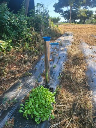 로만아빠님의 배추 · 영농일지 작성글 사진