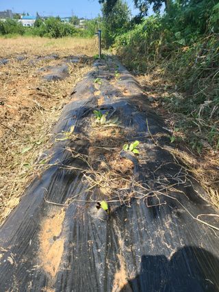 로만아빠님의 배추 · 영농일지 작성글 사진