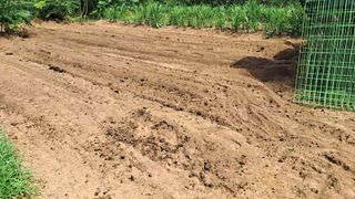 이규상님의 배추 · 영농일지 작성글 사진