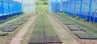 심기섭님의 양파 · 영농일지 작성글 사진