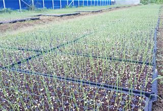 심기섭님의 양파 · 영농일지 작성글 사진