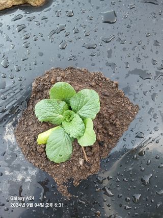 이세순님의 9월 농사계획 공유하기 · 참여글 작성글 사진