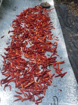 이세순님의 9월 농사계획 공유하기 · 참여글 작성글 사진