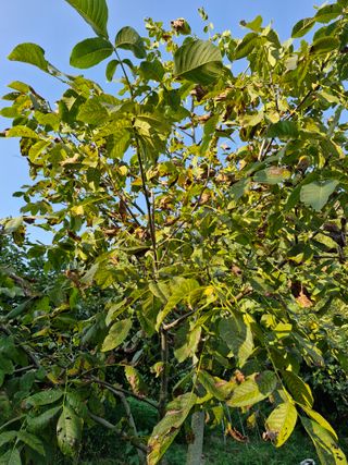 김양곤님의 감 · 자유게시판 작성글 사진