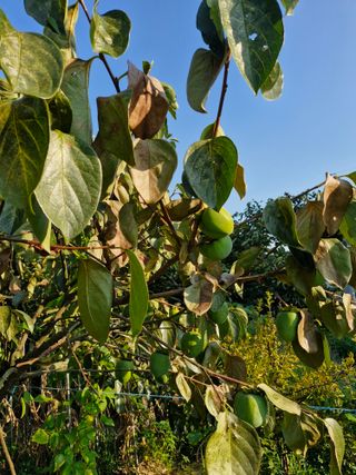 김양곤님의 감 · 자유게시판 작성글 사진