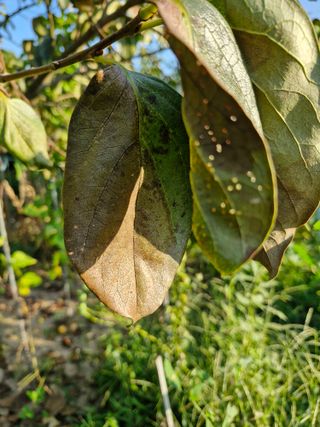 김양곤님의 감 · 자유게시판 작성글 사진