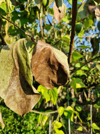 김양곤님의 감 · 자유게시판 작성글 사진