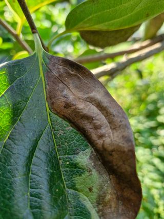 김양곤님의 감 · 자유게시판 작성글 사진