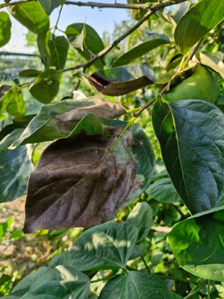 김양곤님의 감 · 자유게시판 작성글 사진