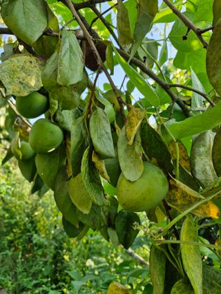 김양곤님의 감 · 자유게시판 작성글 사진