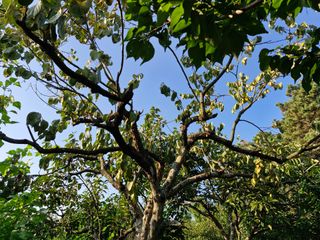 김양곤님의 감 · 자유게시판 작성글 사진