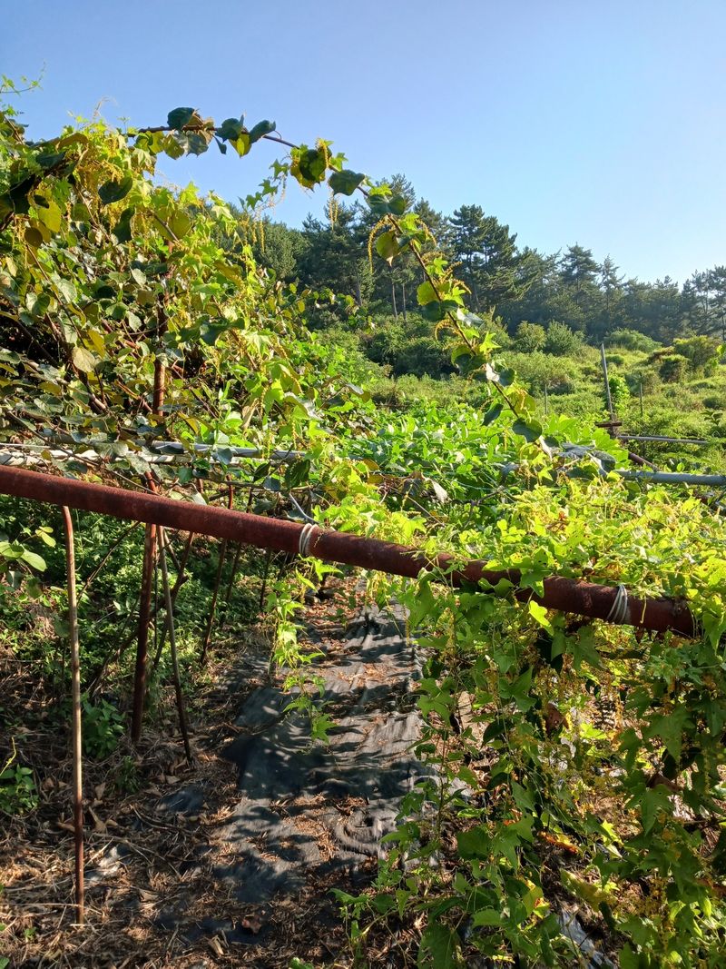 장터 상품 [비염최고 작두콩이요] 썸네일