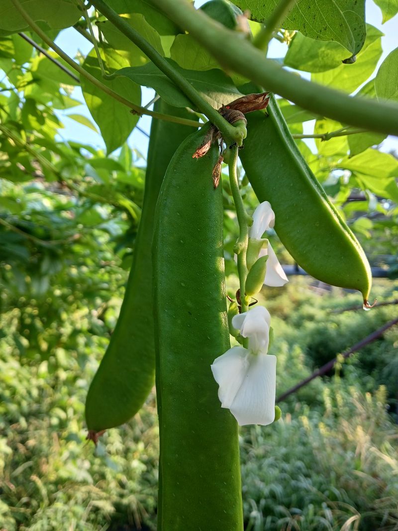 바다님의 장터 판매 상품 [비염최고 작두콩이요] 첨부 사진