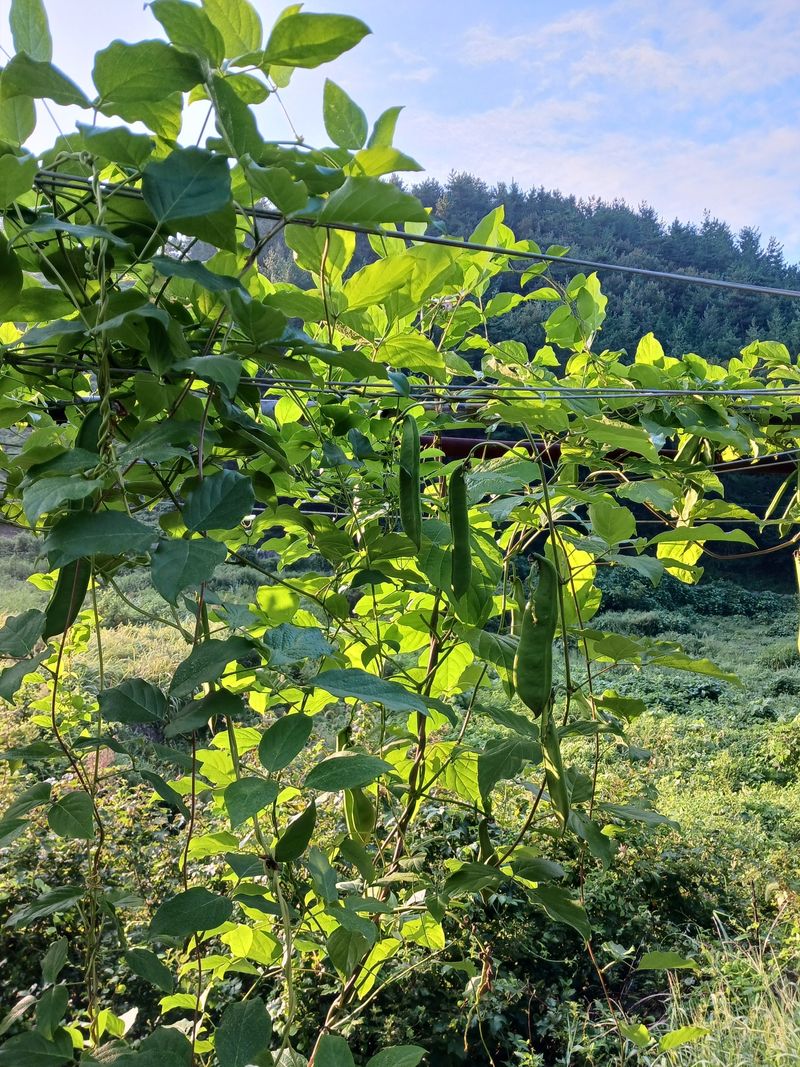 바다님의 장터 판매 상품 [비염최고 작두콩이요] 첨부 사진