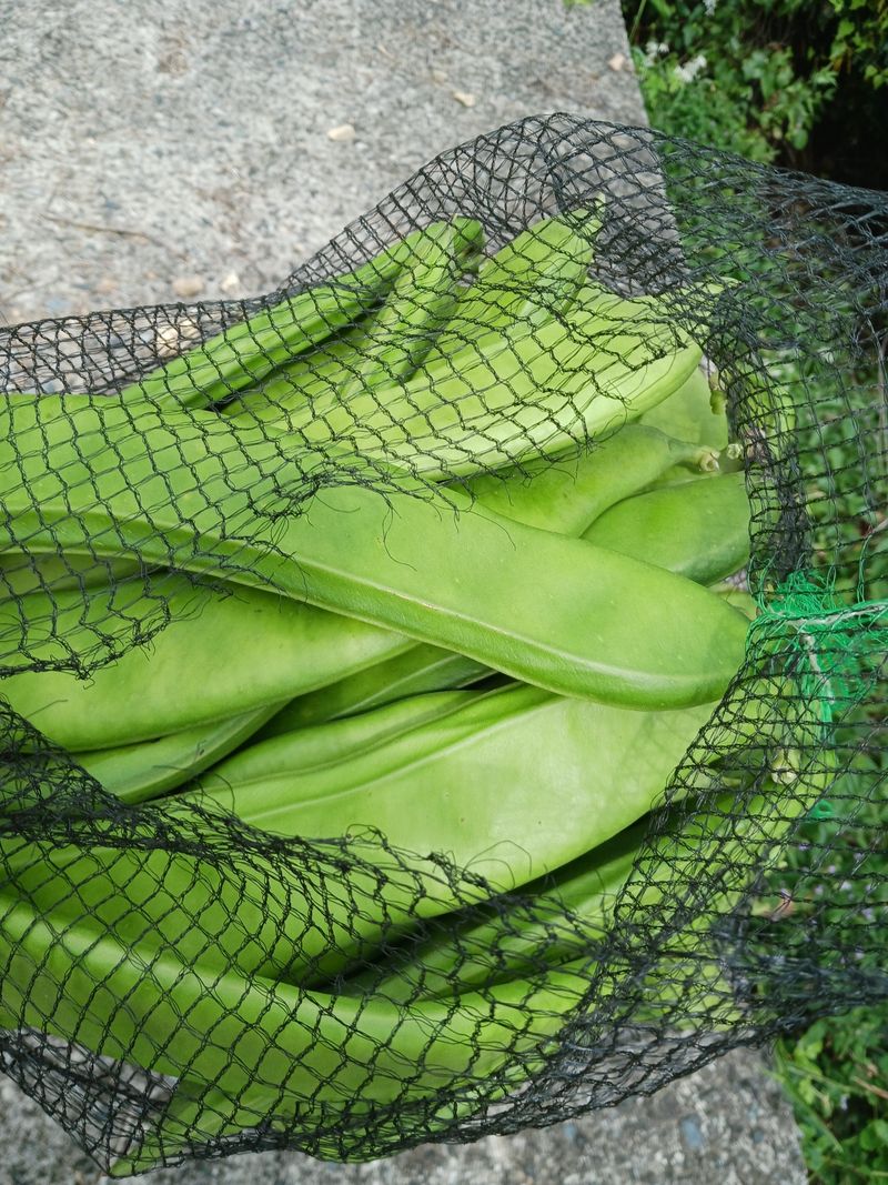 바다님의 장터 판매 상품 [비염최고 작두콩이요] 첨부 사진